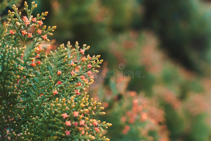 Luxuriantly blooming thuja