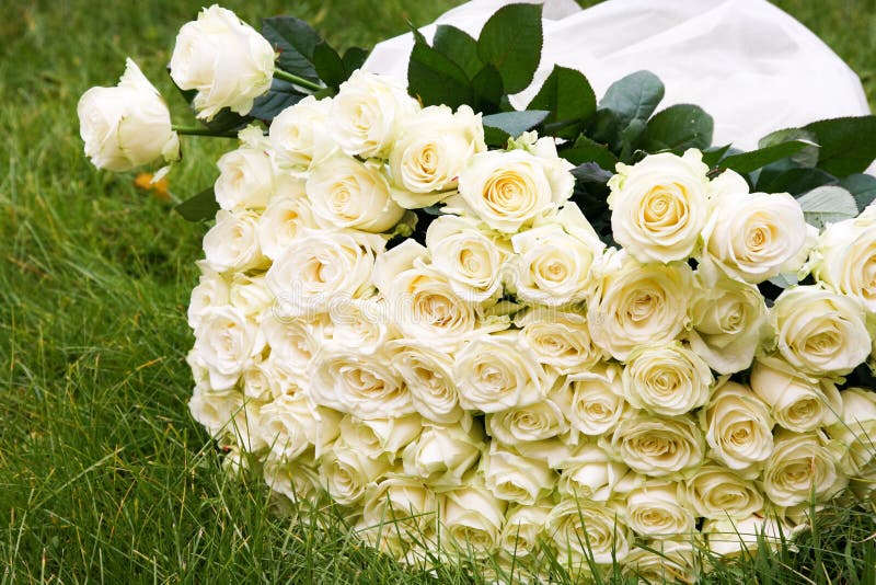 Pin on WHITE ORCHIDS & FLOWERS