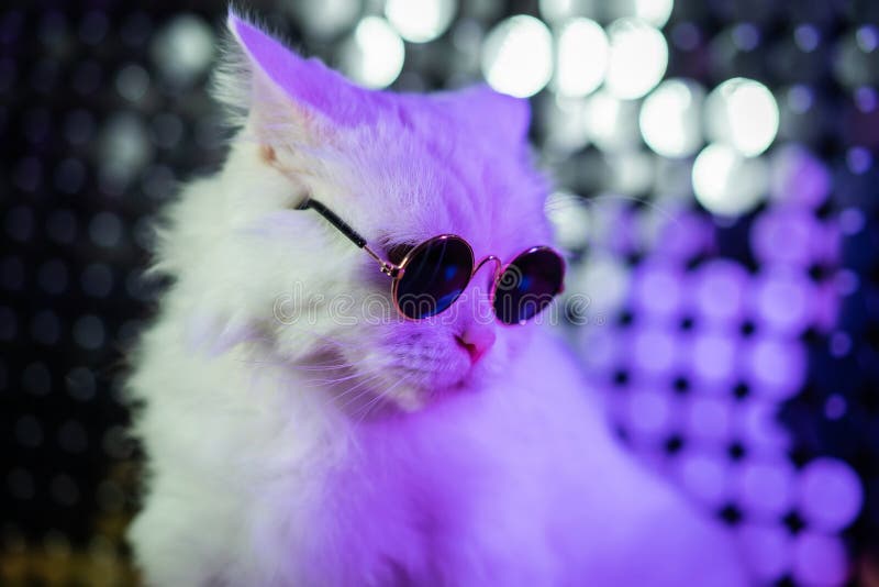 Download Glasses Cute Cat Pfp Wallpaper