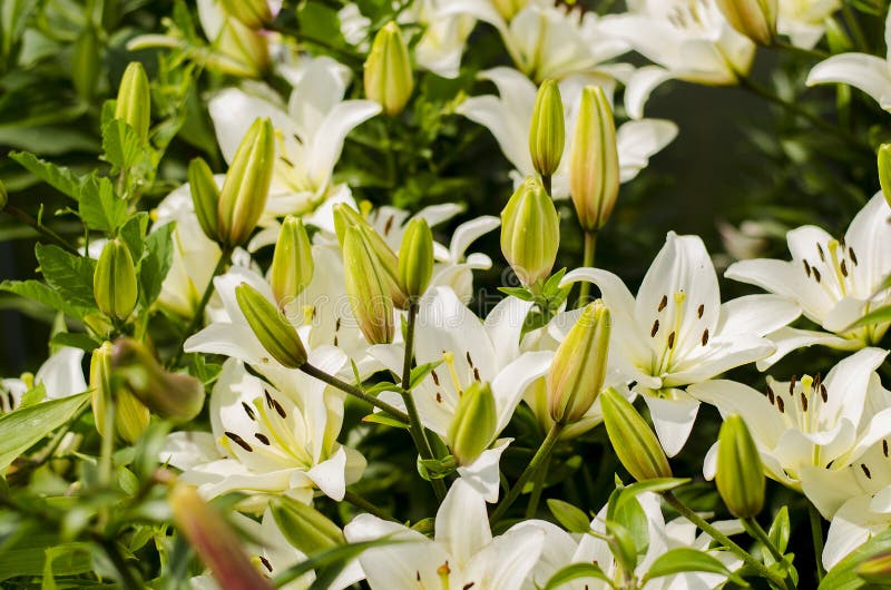 Amazing white lilies. stock photos Amazing white lilies. stock photos