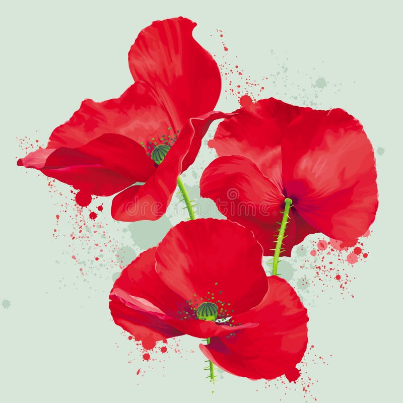 Luxuriöse helle rote Vektor Mohnblume blüht Zeichnung im Aquarell stock abbildung Luxuriöse helle rote Vektor Mohnblume blüht Zeichnung im Aquarell stock abbildung