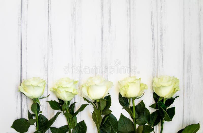 Luxuriöse Rosen der perfekten Creme auf dem tabcke für die Heirat, Geburtstag oder Valentinsgruß ` s Tag Beschneidungspfad einges stockfotografie Luxuriöse Rosen der perfekten Creme auf dem tabcke für die Heirat, Geburtstag oder Valentinsgruß ` s Tag Beschneidungspfad einges stockfotografie