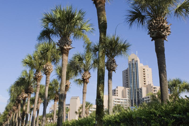 Luxury hotel lined with palm trees