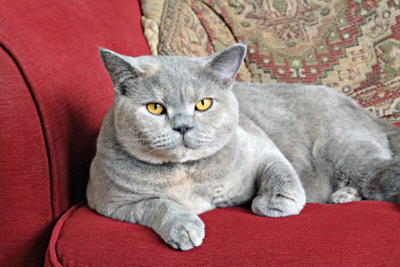 Luxury pedigree sofa cat