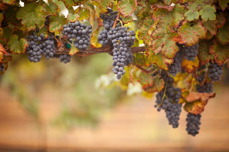 Luxúria, uvas para vinho maduras na videira