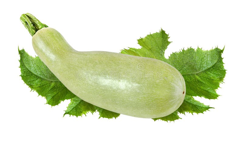 Luz - abobrinha verde com as folhas isoladas no fundo branco fotos de stock