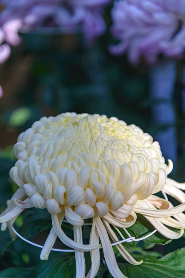 Luz Bonita - Flor Amarela Do Crisântemo/cravo-de-defunto Em Interno Imagem  de Stock - Imagem de beleza, bonito: 99060417