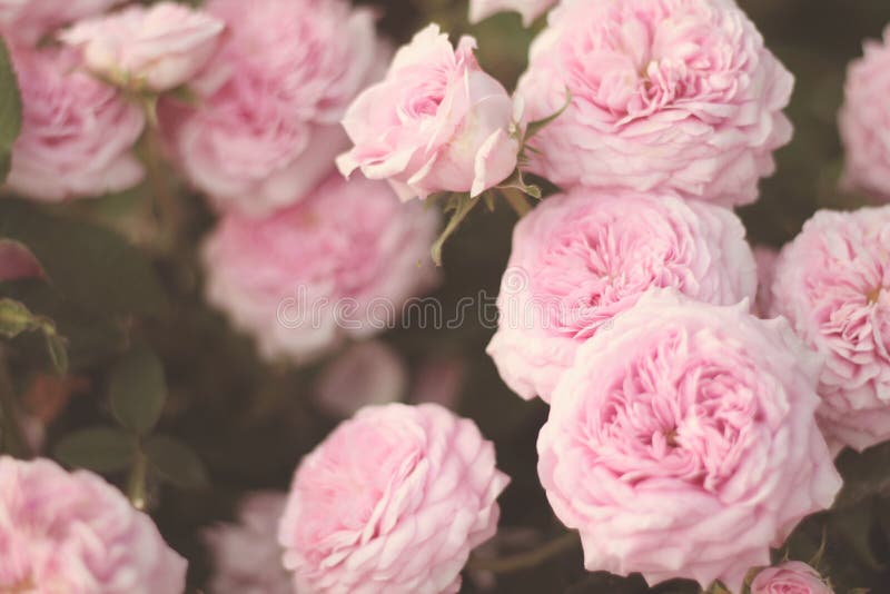 Luz - close up cor-de-rosa das rosas fotografia de stock royalty free Luz - close up cor-de-rosa das rosas fotografia de stock royalty free