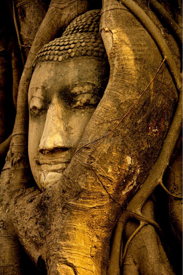 A luz dourada da tarde na estátua da Buda tragada pela árvore enraíza em Wat Mahathat, Ayuthaya Tailândia foto de stock A luz dourada da tarde na estátua da Buda tragada pela árvore enraíza em Wat Mahathat, Ayuthaya Tailândia foto de stock