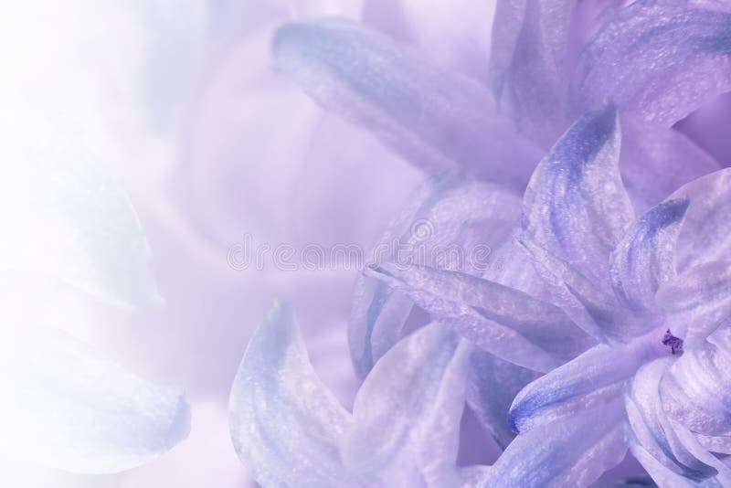Luz floral - púrpura - fondo blanco Flores del primer blanco-azul-violeta del jacinto Collage de la flor para la postal imagenes de archivo