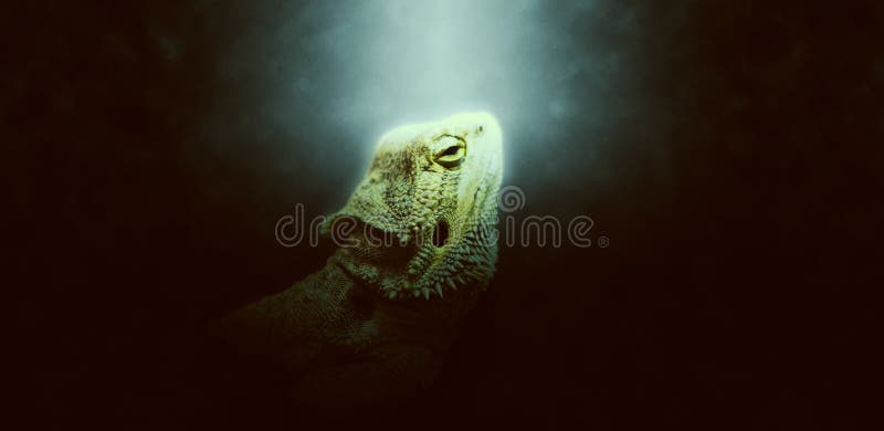 Luz - halo verde em torno da cabeça da iguana imagens de stock Luz - halo verde em torno da cabeça da iguana imagens de stock