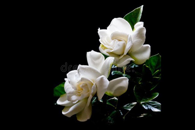 249 Gardenias Fotos de stock - Fotos libres de regalías de Dreamstime 249 Gardenias Fotos de stock - Fotos libres de regalías de Dreamstime