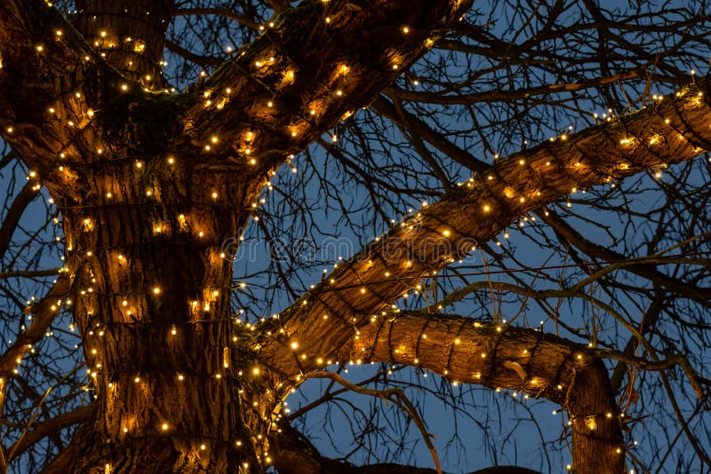 Luzes de Natal bonitas em torno dos ramos de árvore contra o claro - fundo do céu azul na noite foto de stock Luzes de Natal bonitas em torno dos ramos de árvore contra o claro - fundo do céu azul na noite foto de stock