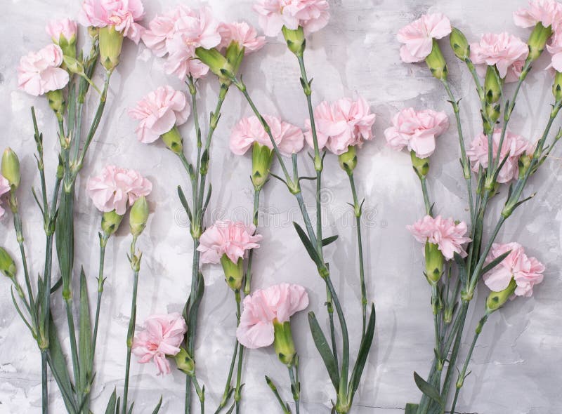 loose pink carnations scattered on cement background, spring holidays, valentine&#x27;s day, international women&#x27;s day on march 8, may 1 labor day, copy space. High quality photo. loose pink carnations scattered on cement background, spring holidays, valentine&#x27;s day, international women&#x27;s day on march 8, may 1 labor day, copy space. High quality photo