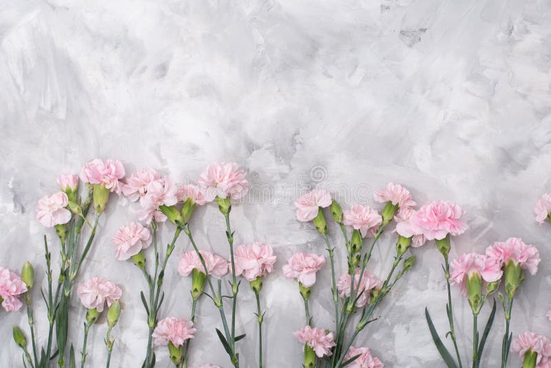 loose pink carnations scattered on cement background, spring holidays, valentine&#x27;s day, international women&#x27;s day on march 8, may 1 labor day, copy space. High quality photo. loose pink carnations scattered on cement background, spring holidays, valentine&#x27;s day, international women&#x27;s day on march 8, may 1 labor day, copy space. High quality photo