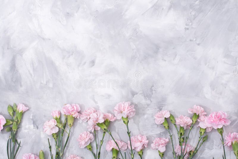 loose pink carnations scattered on cement background, spring holidays, valentine&#x27;s day, international women&#x27;s day on march 8, may 1 labor day, copy space. High quality photo. loose pink carnations scattered on cement background, spring holidays, valentine&#x27;s day, international women&#x27;s day on march 8, may 1 labor day, copy space. High quality photo