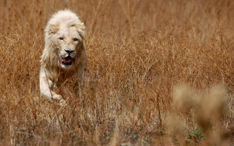 White lion image taken in game reserve South Africa. White lion image taken in game reserve South Africa