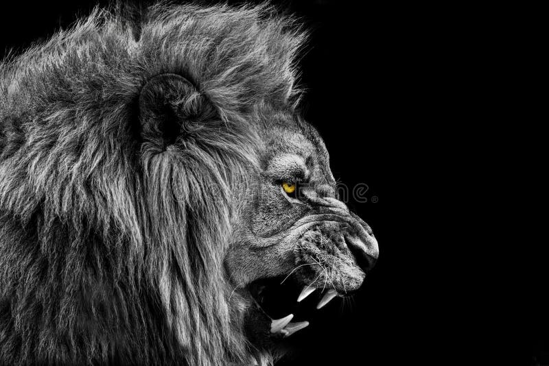 Lwa portret dzika zwierzyna czarnobiała obraz royalty free
