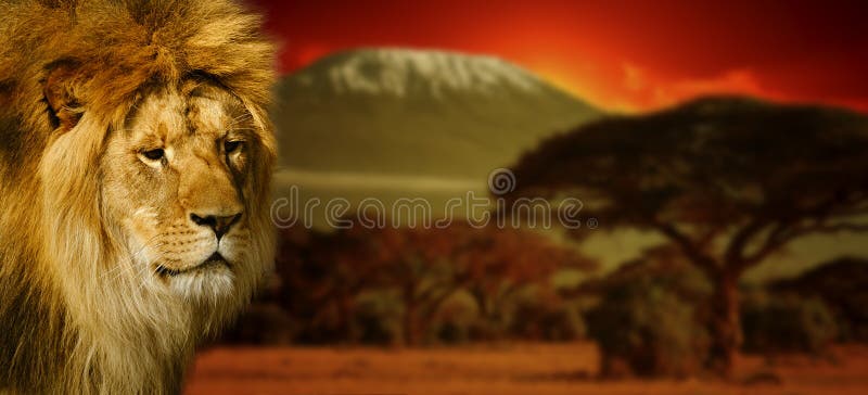 Lwa portret na górze Kilimanjaro przy zmierzchem zdjęcie royalty free
