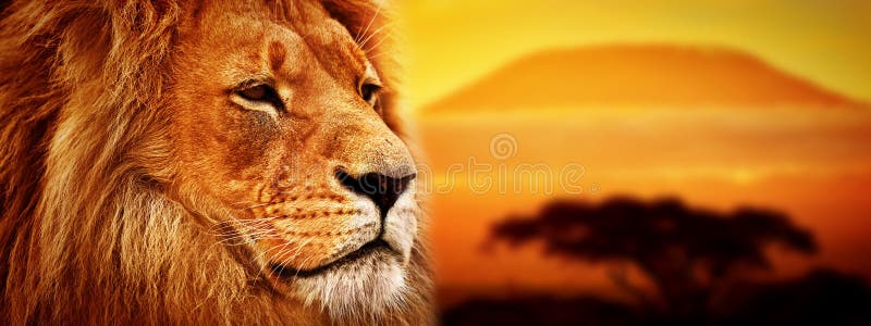 Lwa portret na sawannie. Góra Kilimanjaro obraz royalty free