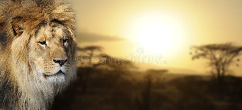 Lwa portret przy zmierzchem zdjęcia royalty free