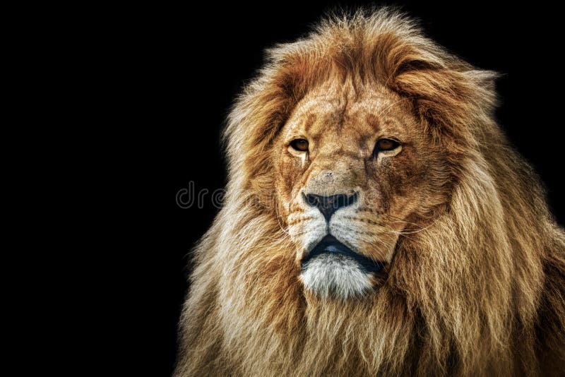 Lwa portret z bogatą grzywą na czerni fotografia royalty free