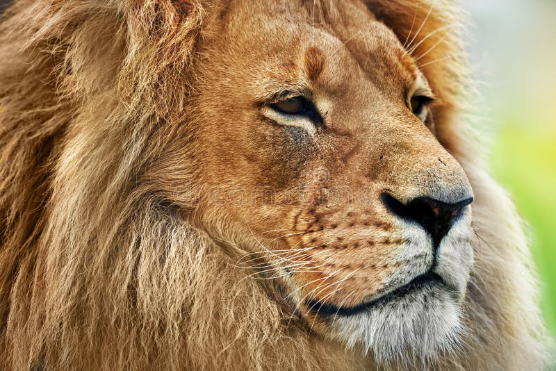 Lwa portret z bogatą grzywą na sawannie, safari fotografia stock