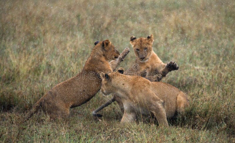 Lwica i jej lisiątka bawić się z each inny w sawannie Park Narodowy Kenja Tanzania mara masajów kmieć obraz stock Lwica i jej lisiątka bawić się z each inny w sawannie Park Narodowy Kenja Tanzania mara masajów kmieć obraz stock