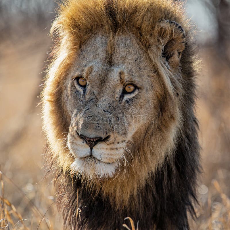 Lwie — portret mężczyzny. Lion - portret dominującego mężczyzny w Parku Narodowym Kruger w Południowej Afryce