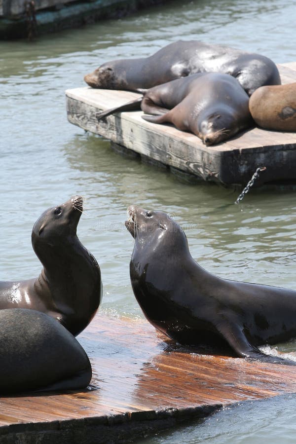 Sea Lions at Pier 39, at Fisherman's Wharf, downtown San Francisco. Vertical format. Sea Lions at Pier 39, at Fisherman's Wharf, downtown San Francisco. Vertical format.