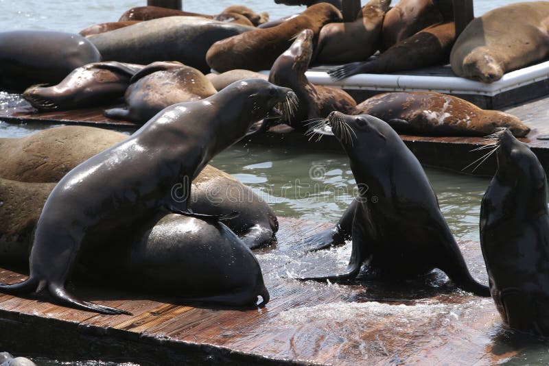 Sea Lions at Pier 39, at Fisherman's Wharf, downtown San Francisco. Horizontal format. Sea Lions at Pier 39, at Fisherman's Wharf, downtown San Francisco. Horizontal format.