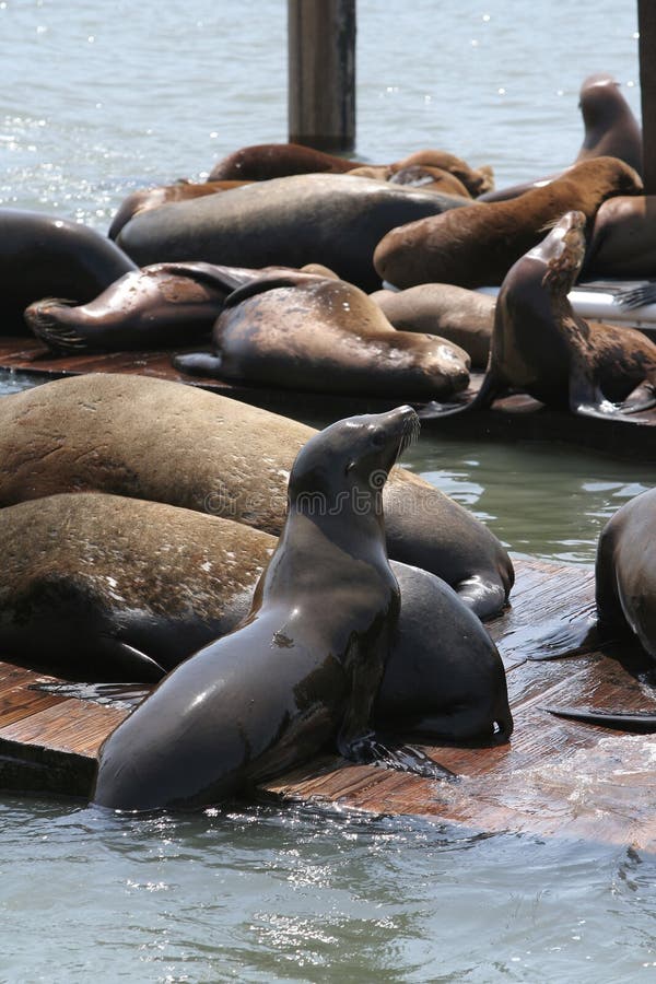 Sea Lions at Pier 39, at Fisherman's Wharf, downtown San Francisco. Vertical format. Sea Lions at Pier 39, at Fisherman's Wharf, downtown San Francisco. Vertical format.