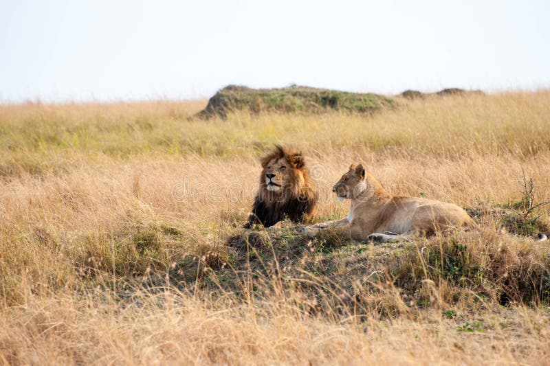 Two lions, one male and one female laying down on a hill watching the goings on in the Maasai Mara National Park, Kenya. Two lions, one male and one female laying down on a hill watching the goings on in the Maasai Mara National Park, Kenya