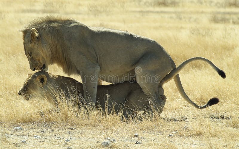 Mating lion couple in Etosha National Park, North-Namibia. Mating lion couple in Etosha National Park, North-Namibia.