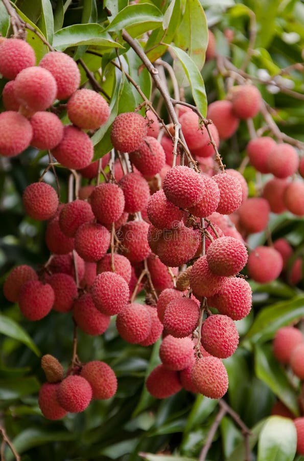 Liči hroznů, ovoce z Madagaskaru.
