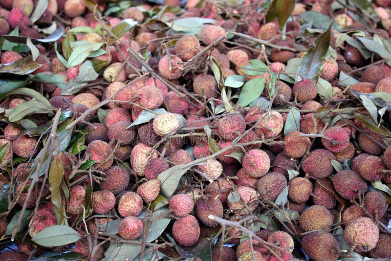 Lychee fotos de stock royalty free