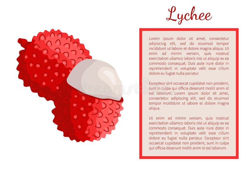 Lychee Exotic Juicy Fruit Vector Litchi Liechee