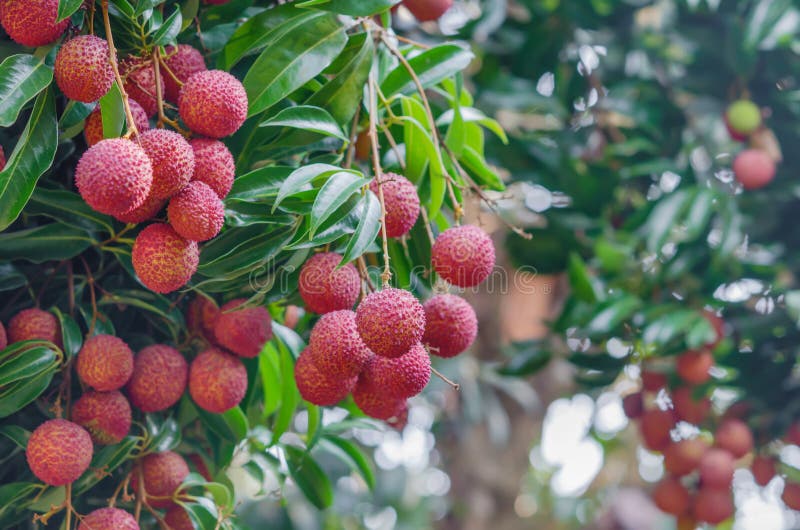 Lychee fruit