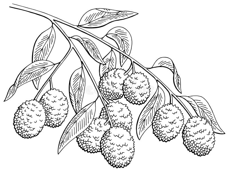 Download Lychee Fruit Graphic Branch Black White Isolated Sketch Illustration Vector Stock Vector ...