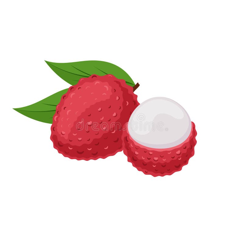 Lychee Fruit on White Background. Tropical Fruit in Flat Style Stock