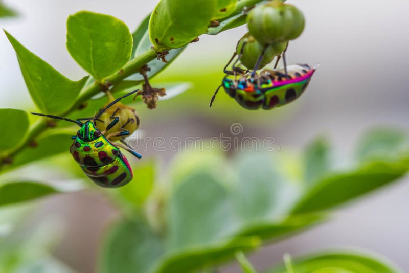 The lychee shield bug on branch