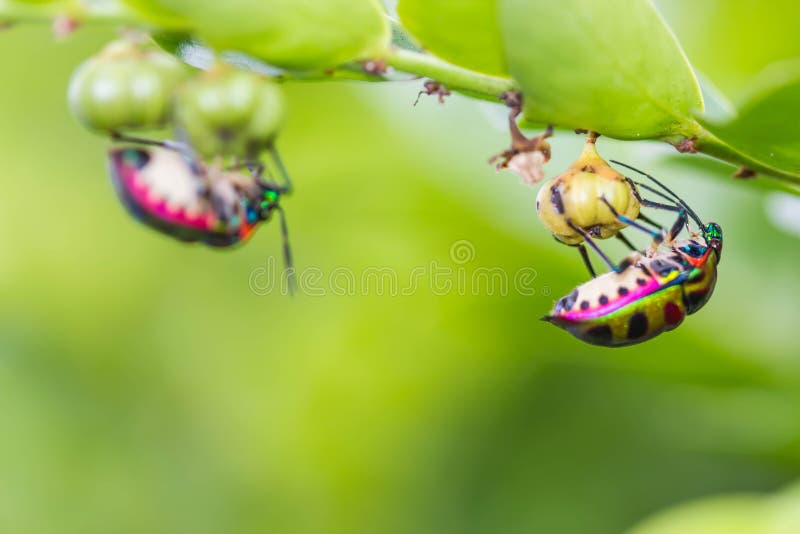 Lychee shield bug on branch. selective focus stock photo