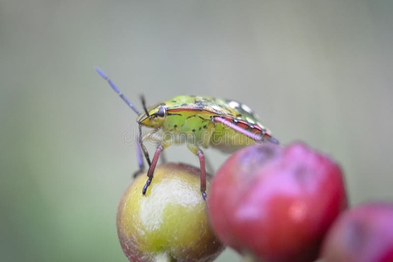 Lychee Shield Bug royalty free stock images