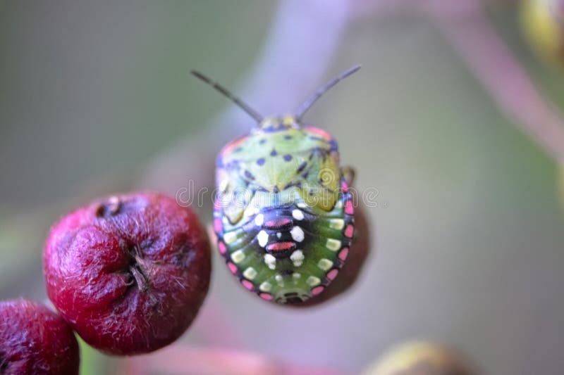 Lychee Shield Bug royalty free stock photo