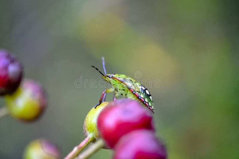 Lychee Shield Bug royalty free stock photography