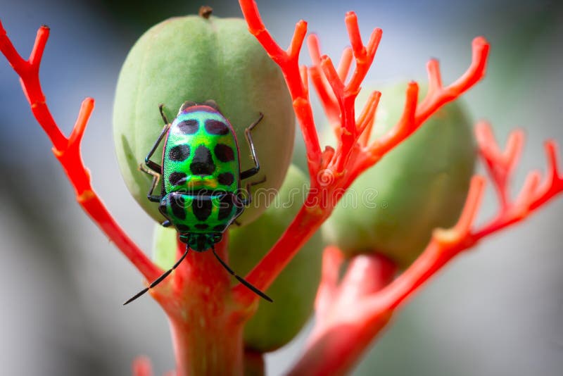 Lychee Shield Bug stock photos