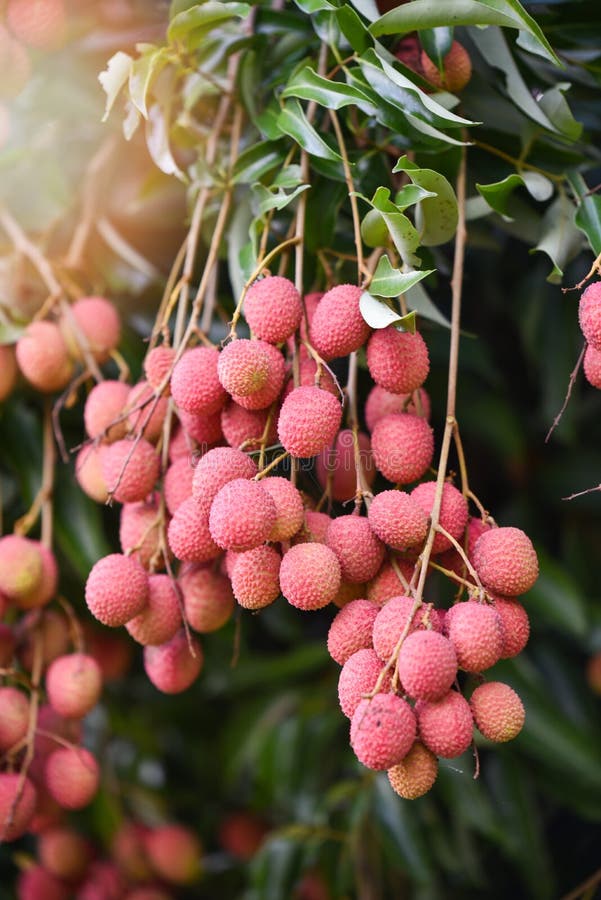 Lychee tropical fruit stock photo. Image of asian, juicy 120140850
