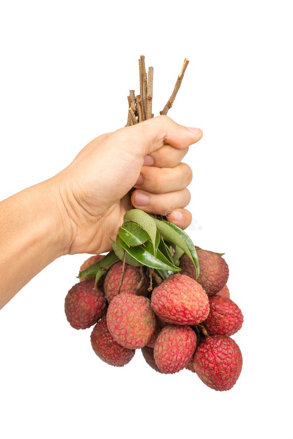 Lychees изолированные на белой предпосылке стоковое изображение