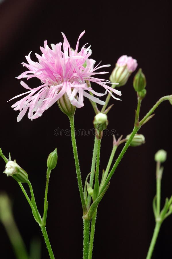 Lychnis flos-cuculi \ Petite Jenny\  in Profile