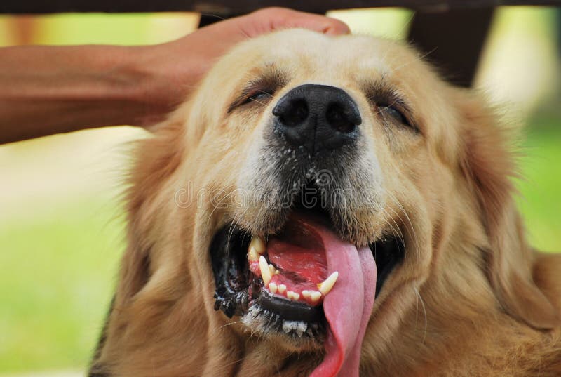 lycklig hund royaltyfri fotografi lycklig hund royaltyfri fotografi